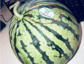 浏阳网红吃瓜,揭秘幕后故事与热门话题